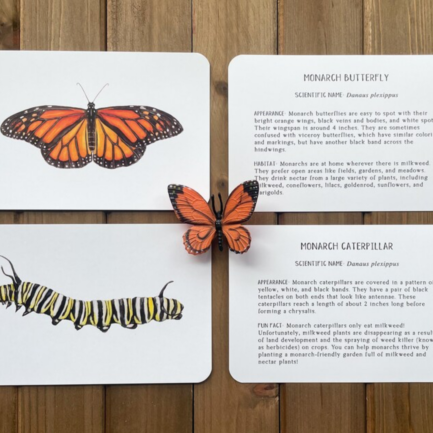 Butterfly and Caterpillar Learning Cards