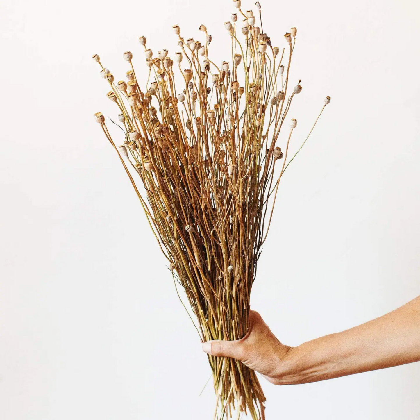 Fall Dried Mini Poppy Pods