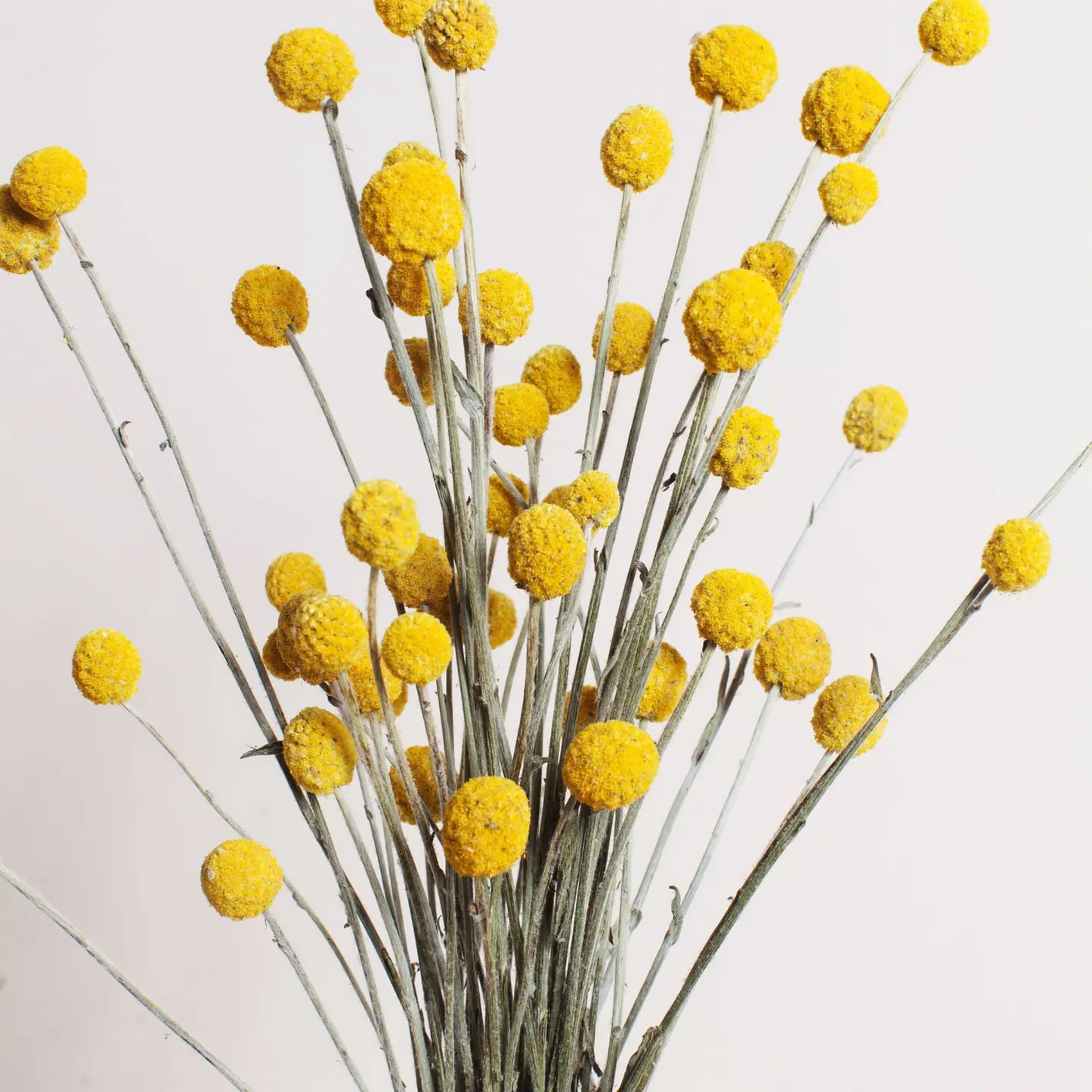 Dried Yellow Billy Balls
