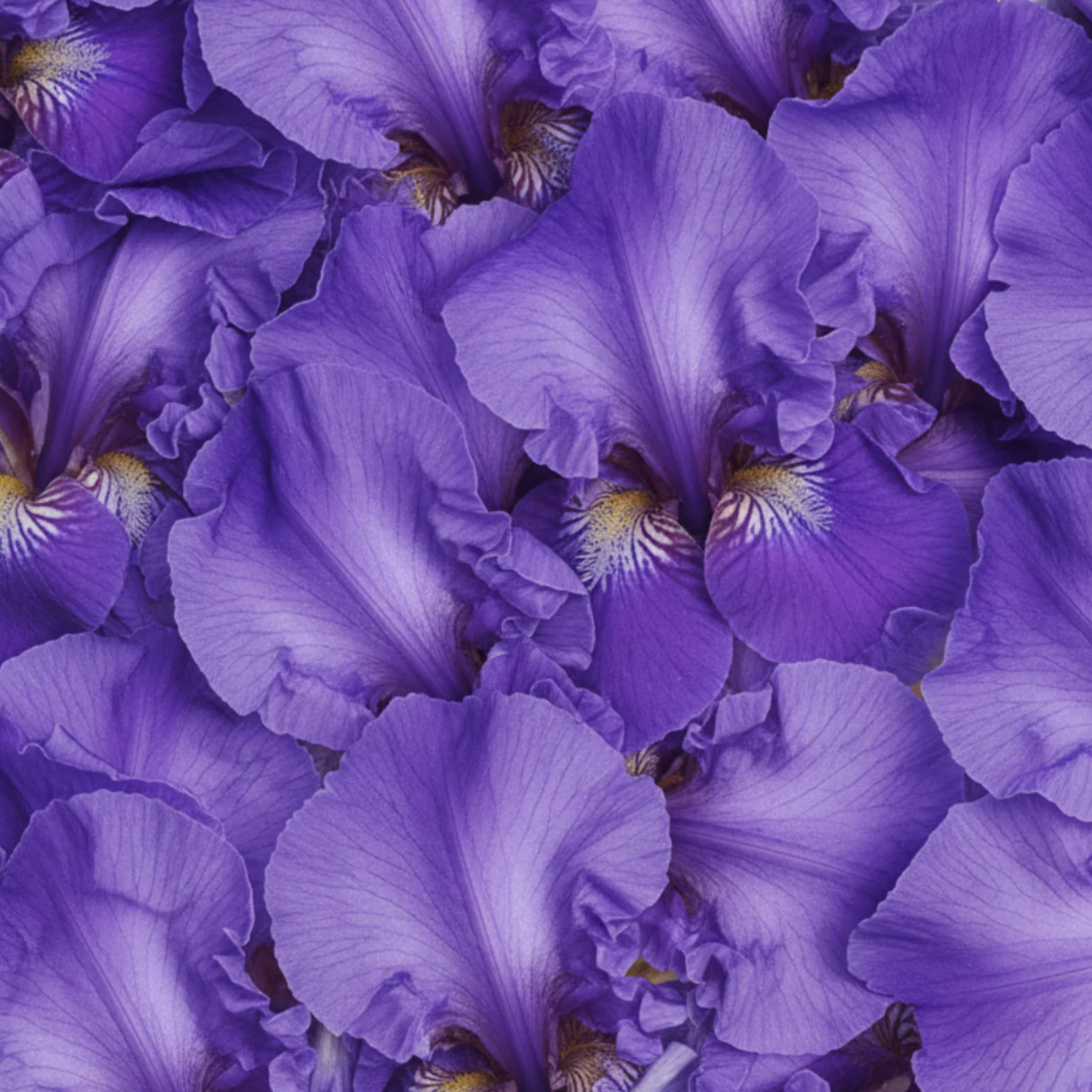 Iris Milk Fragrance