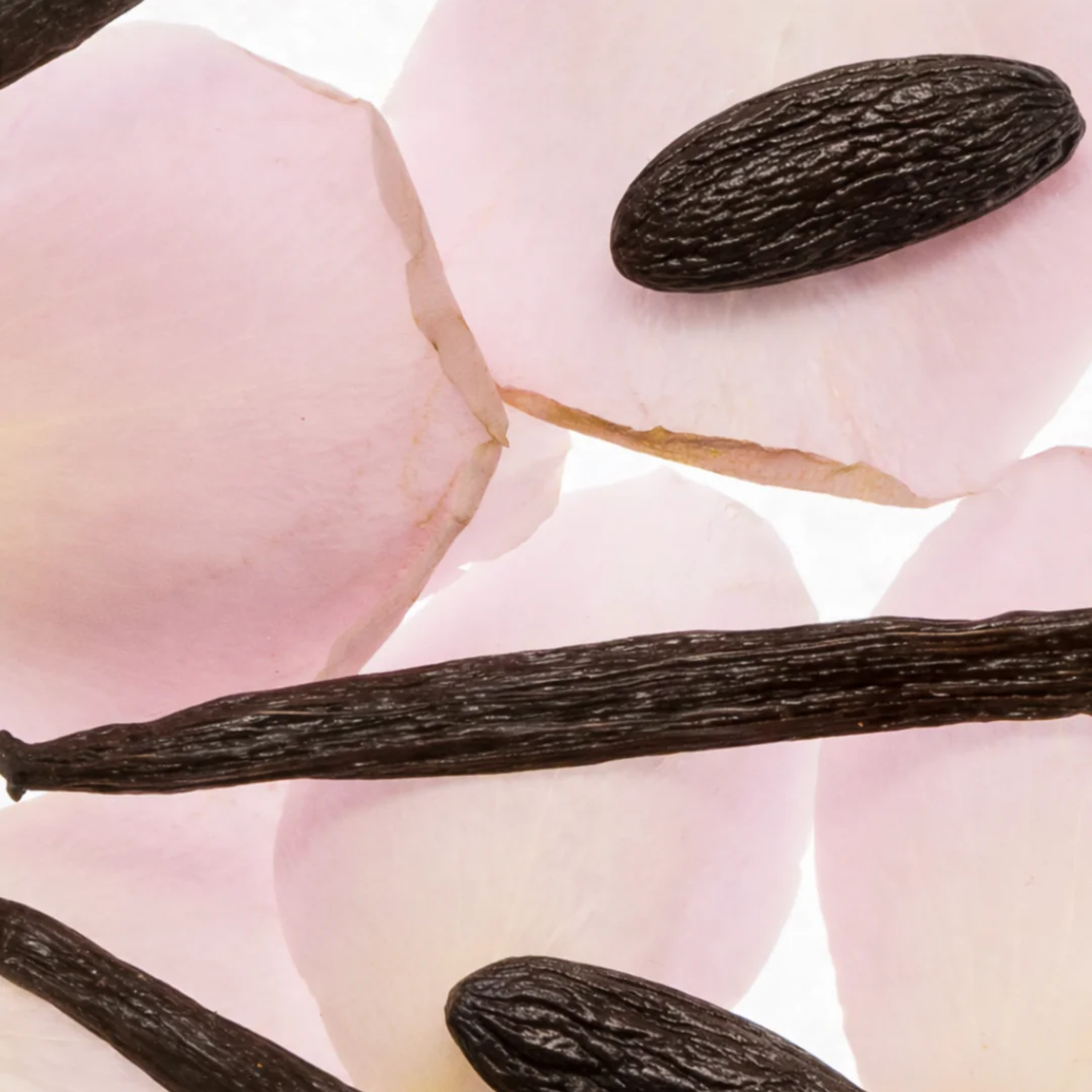 Rose Nue Fragrance