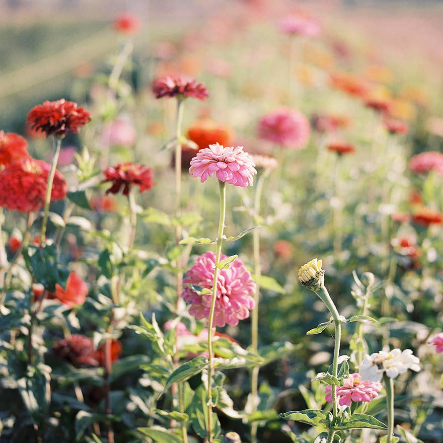 Pom Pom Zinnia Flower Seeds