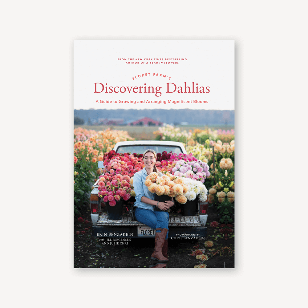 Discovering Dahlias