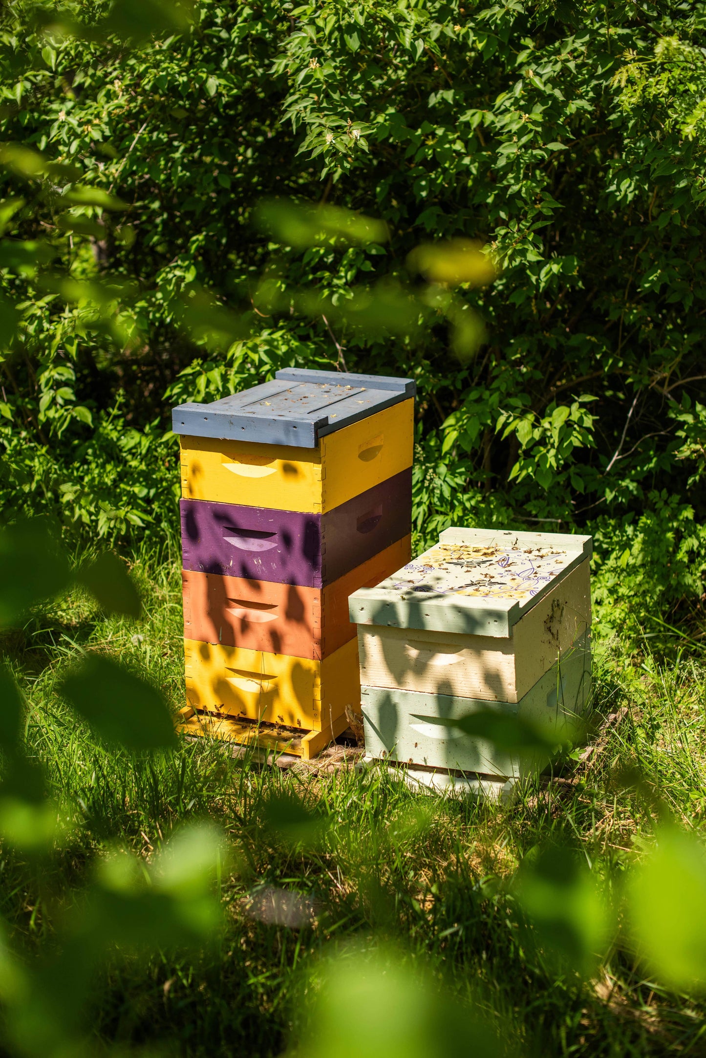 Chocolate Cherry Creamed Honey