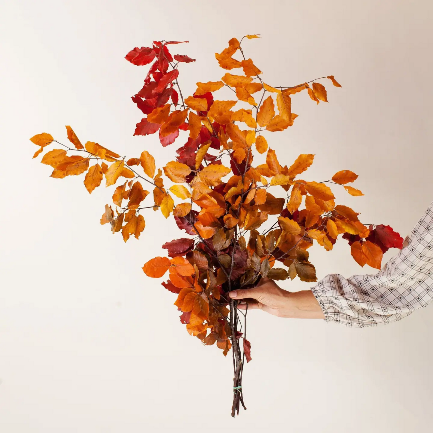 Fall Preserved Copper Beech