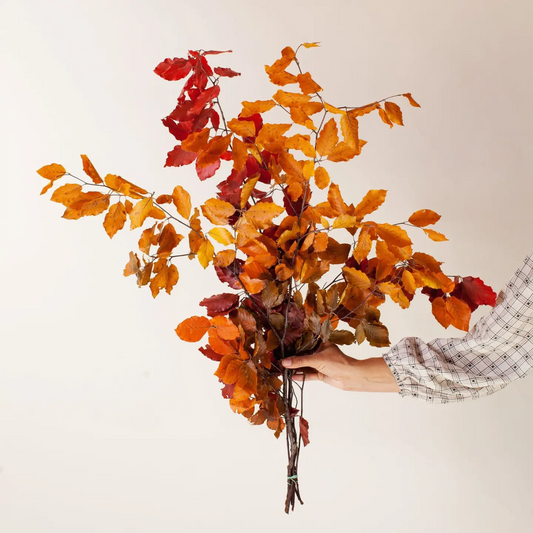 Fall Preserved Copper Beech