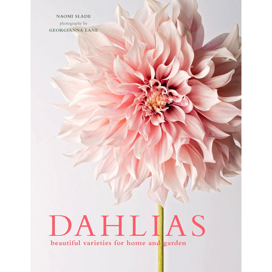 Dahlias