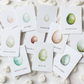 Bird Egg Matching Cards