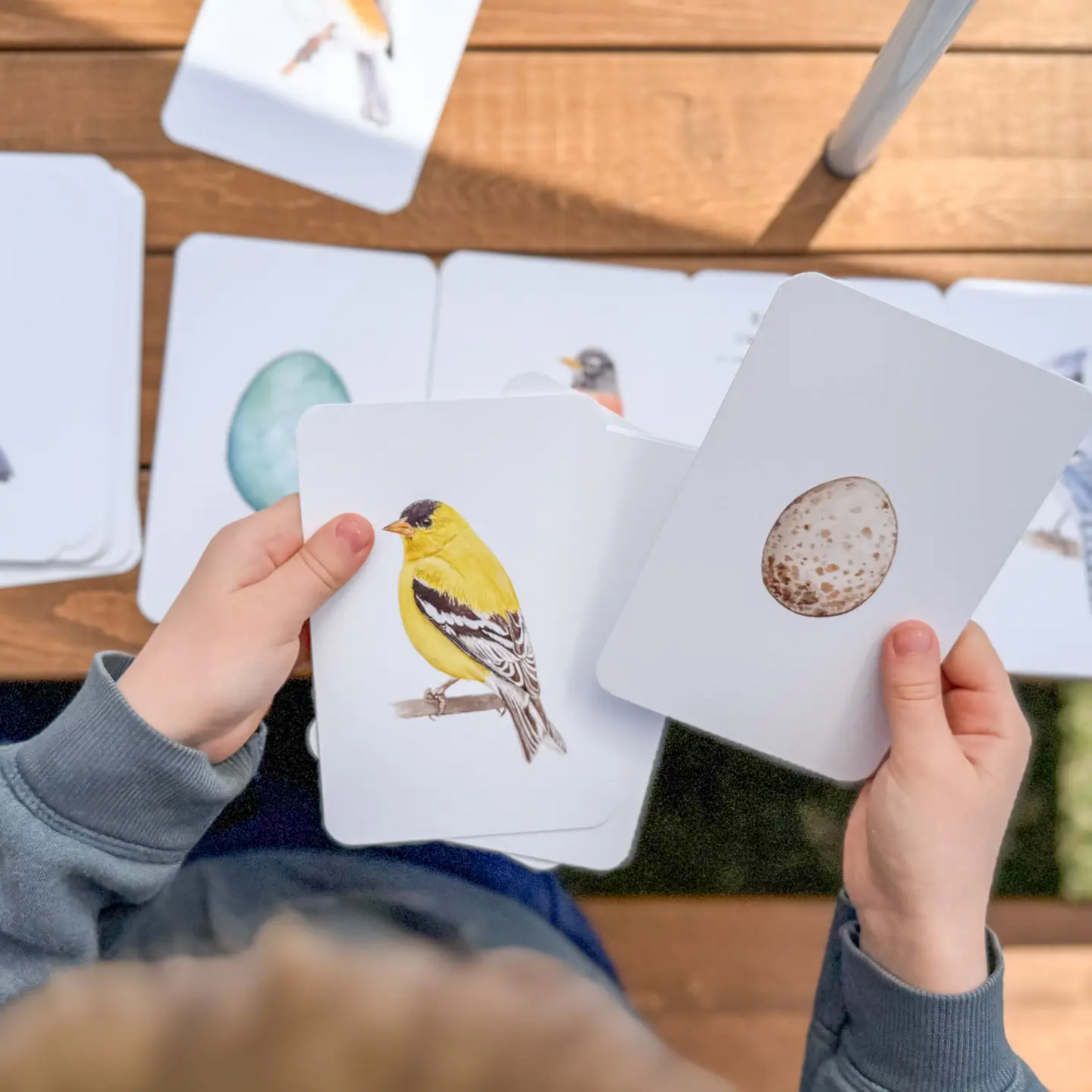 North American Backyard Bird and Egg Learning Cards