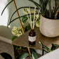 Palm Tree + Pineapple Reed Diffuser