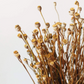 Fall Dried Mini Poppy Pods
