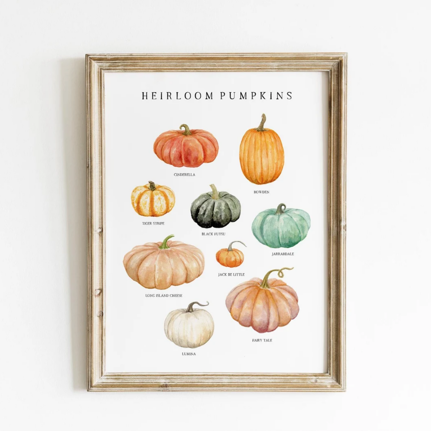 Heirloom Pumpkins Watercolor Print