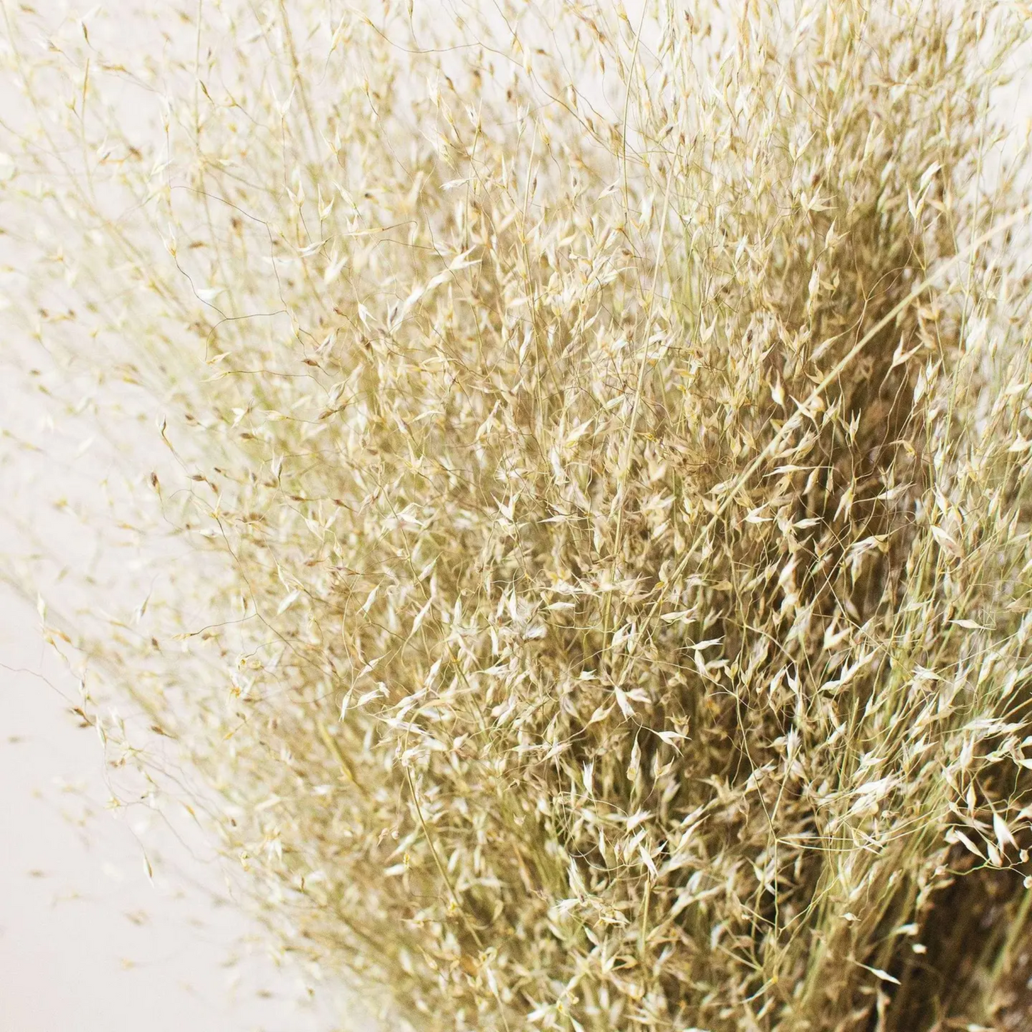 Dried Indian Rice Grass