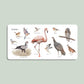 Our Big Book of Animals