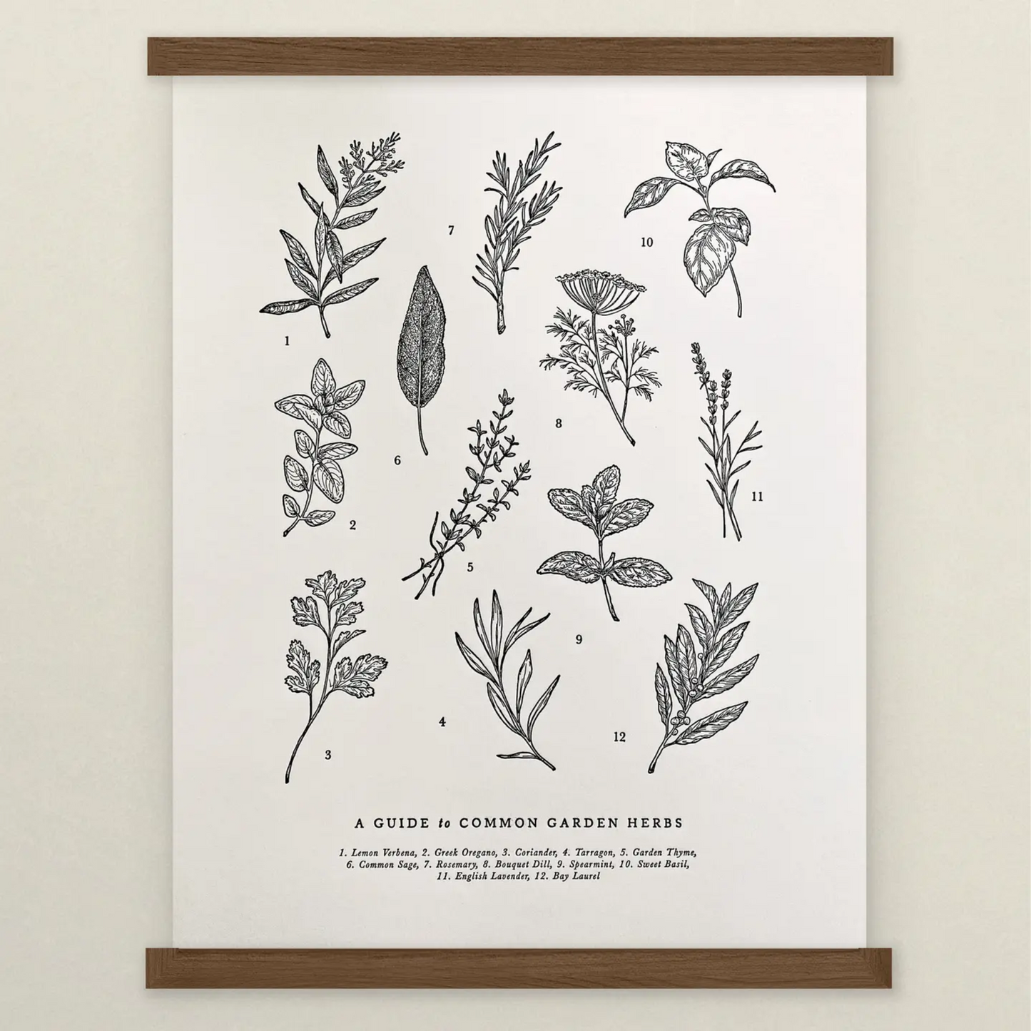 Guide to Garden Herbs Art Print