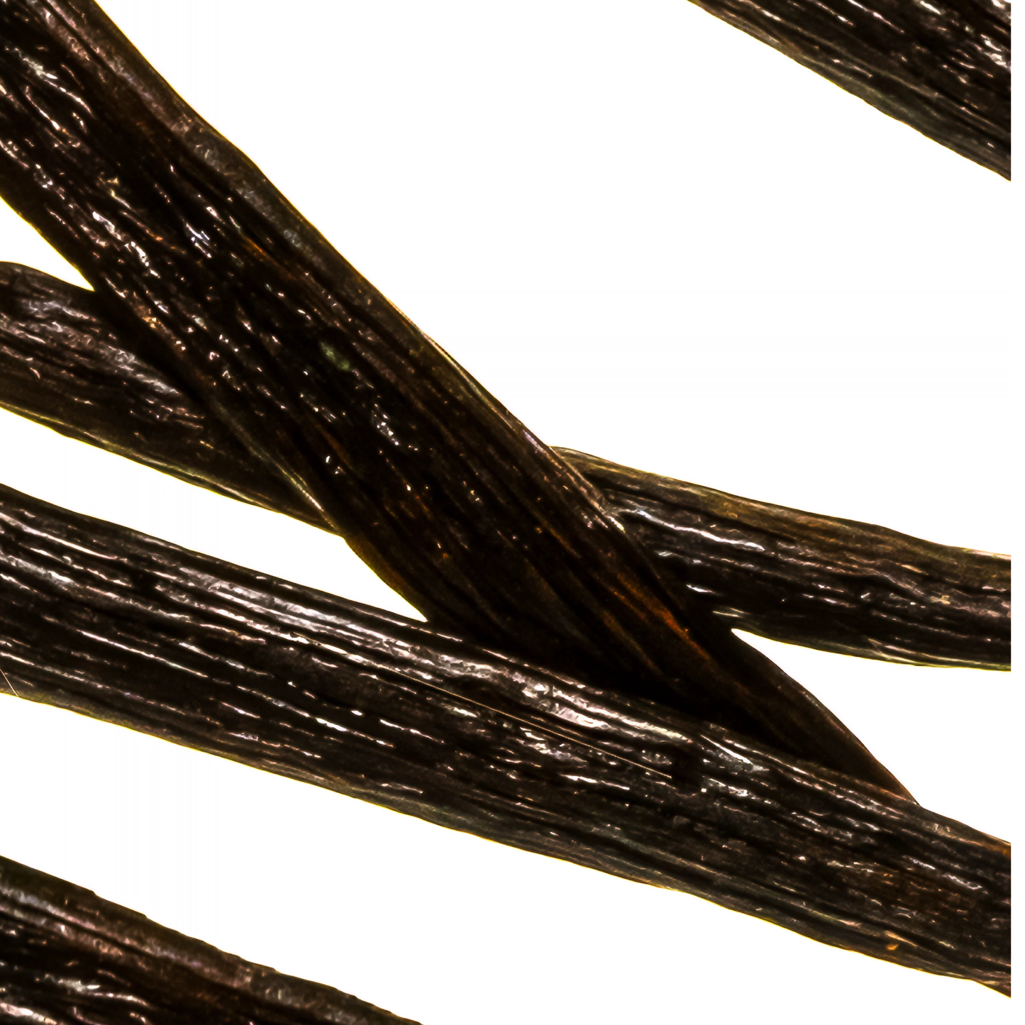 Sweet Cream & Vanilla Fragrance