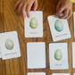 Bird Egg Matching Cards