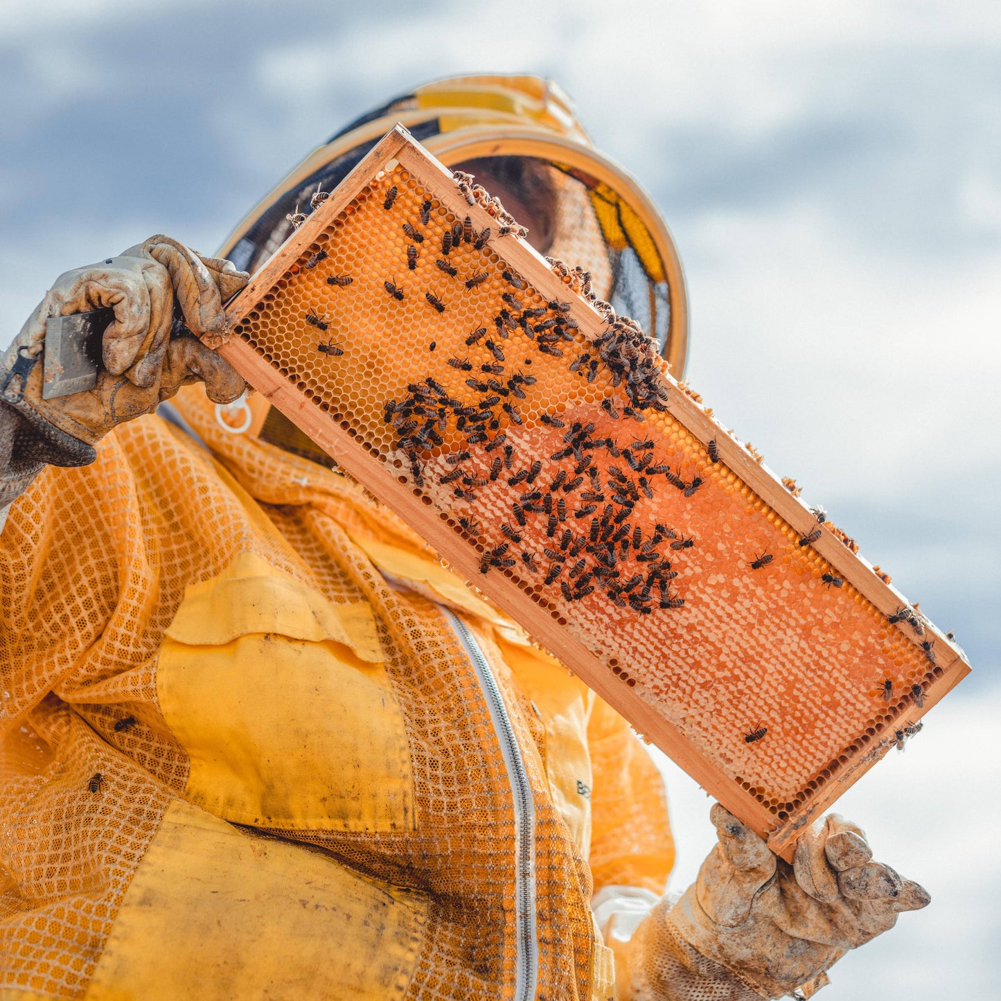Chocolate Cherry Creamed Honey
