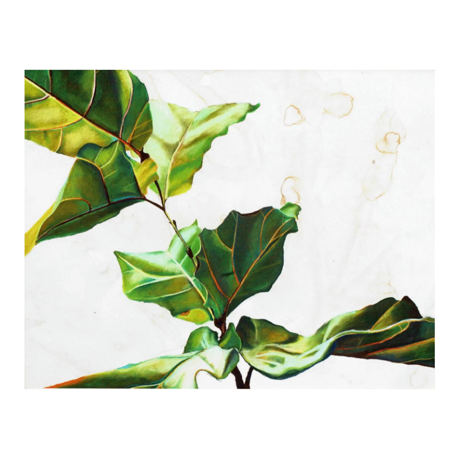 fiddle leaf fig print Fiddle Leaf Fig Print