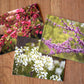 Spring Blooms Notecard Set